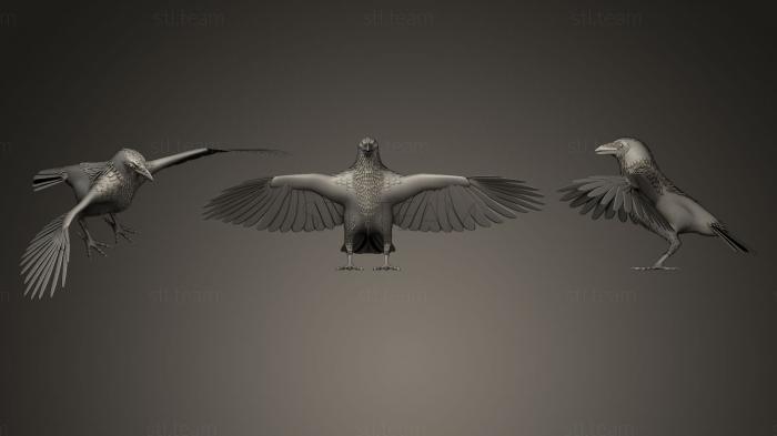 3D model White Crow (STL)